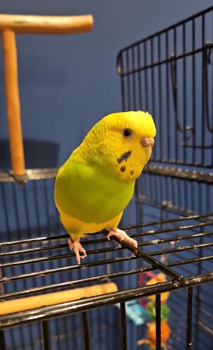 Lost Unknown Bird last seen Irving Park Road and Pulaski in Chicago, Chicago, IL 60641
