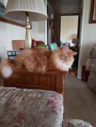 Lost Male Cat last seen Walker & Tern, Fayetteville, NC 28311