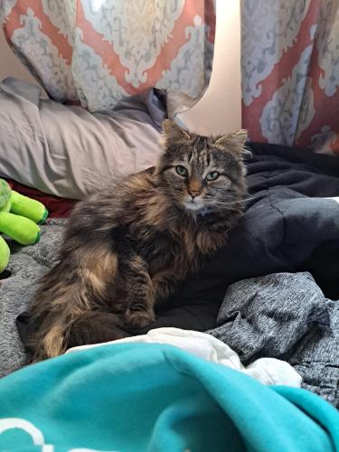 Lost Female Cat last seen Near Smith Street and Gladys Court; May have wandered deep into the woods toward New Russia twp, Oberlin, OH 44074