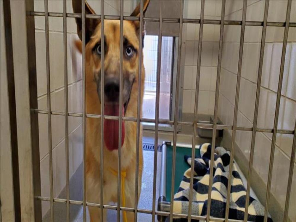 Shelter Stray Male Dog last seen AUBURN/GREENBACK, Auburn, CA 95603
