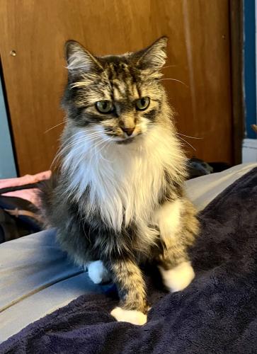 Lost Female Cat last seen Beech St. and Spring Street, Berea, OH 44017