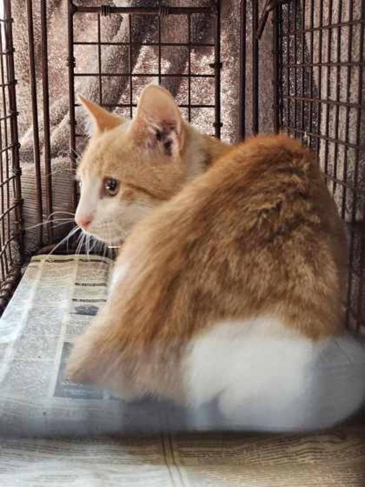 Shelter Stray Unknown Cat last seen Near Fairfields 70806, 70806, LA, Baton Rouge, LA 70820