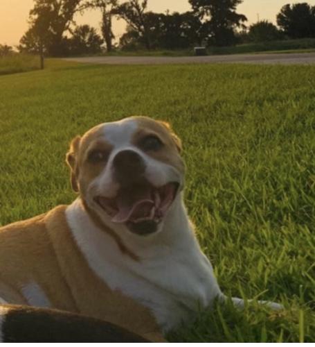 Lost Female Dog last seen Barrington Park, Tallahassee, FL 32312