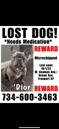 Lost Male Dog last seen W Seaman Ave/ Ocean Ave , Freeport, NY 11575