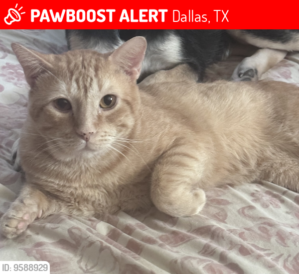 Lost Male Cat last seen Near stults rd, Dallas, TX 75243
