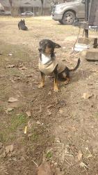 Reunited Male Dog last seen Highway 14, Tyler, TX 75706