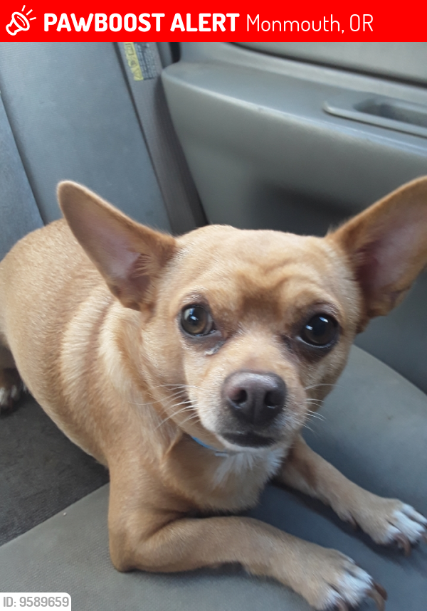 Lost Male Dog last seen Near Pacific Hwy W, Monmouth, OR 97361, Monmouth, OR 97361