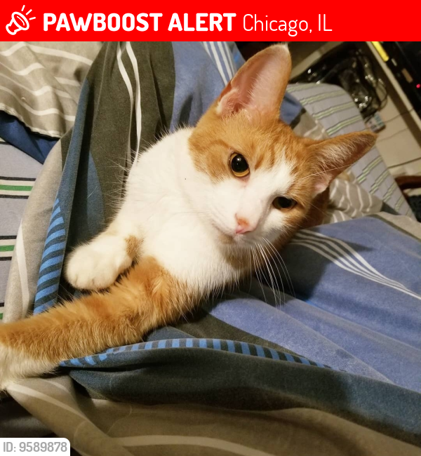 Lost Male Cat last seen Saint Louis Ave and Carmen, Chicago, IL 60659