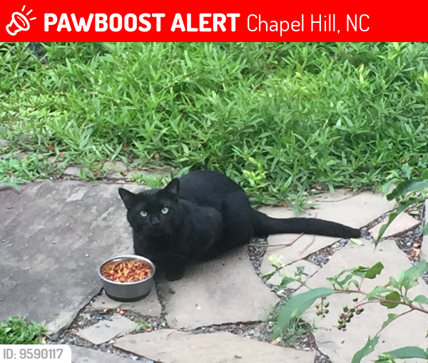 Lost Male Cat last seen Weaver Mine Trail, Parkridge Ave, Chapel Hill, NC 27517