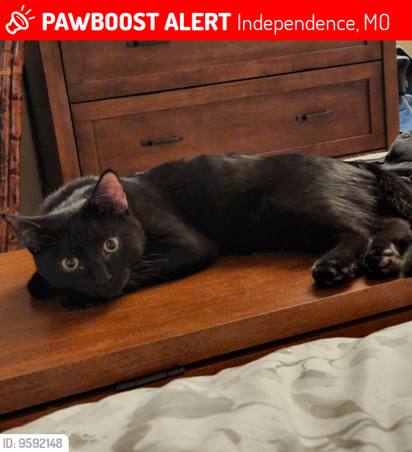 Lost Male Cat last seen NE Independence ~Jackson/Bundschu area, Independence, MO 64056