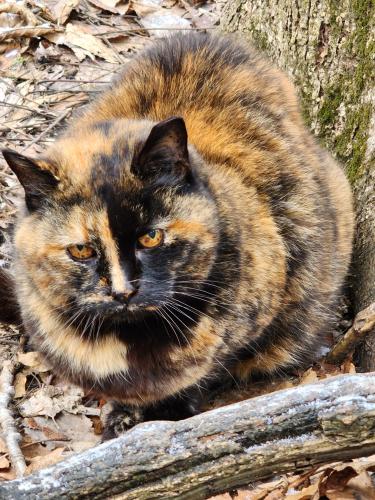 Lost Female Cat last seen Lakeview Drive, Nashotah, WI 53058