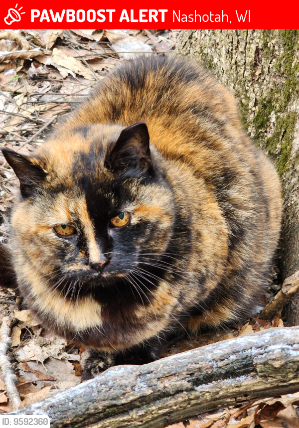 Lost Female Cat last seen Lakeview Drive, Nashotah, WI 53058