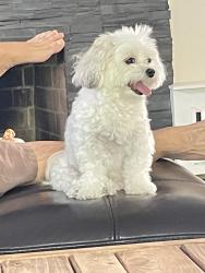 Reunited Female Dog last seen Vanzandt Ave , Queens, NY 11362