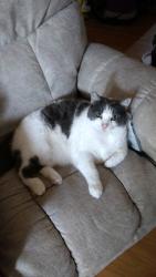 Lost Male Cat last seen Vale Way and 58th, San Diego, CA 92115