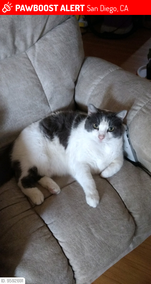Lost Male Cat last seen Vale Way and 58th, San Diego, CA 92115
