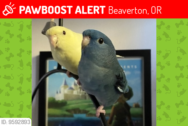 Lost Female Bird last seen Near SW 105th Ave, Beaverton, Beaverton, OR 97008