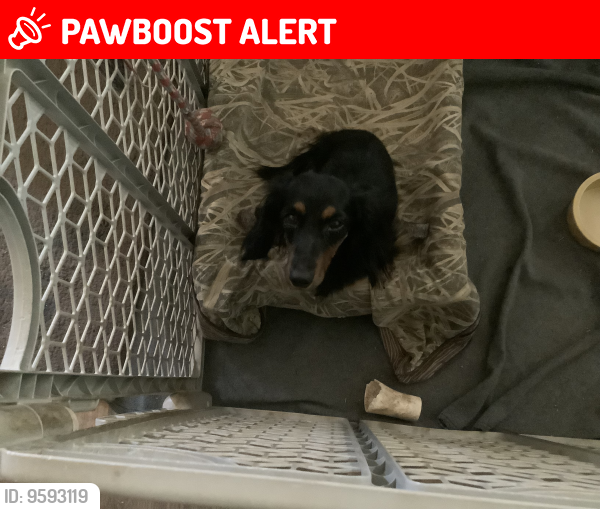 Lost Female Dog last seen County 14 and Ave D, Collins Country Manor, AZ 85350