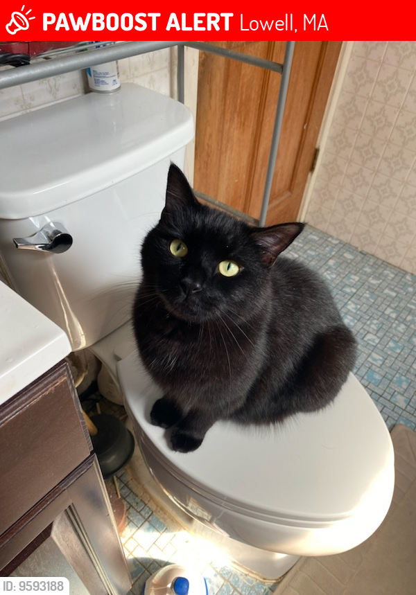 Lost Male Cat last seen Chelmsford St and Plain St area, Lowell, MA 01851