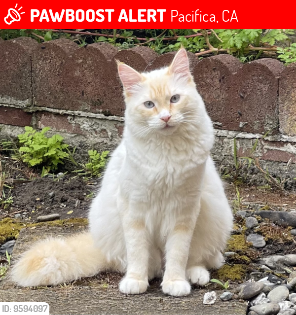 Lost Male Cat last seen Del Mar and Nelson , Pacifica, CA 94044