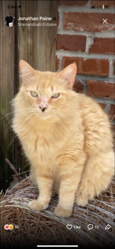Lost Male Cat last seen Sharpsburg ave. , Shenandoah, LA 70817