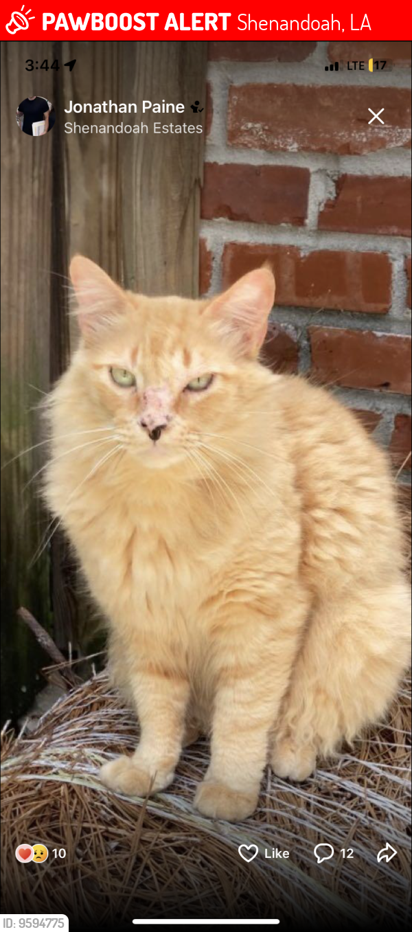 Lost Male Cat last seen Sharpsburg ave. , Shenandoah, LA 70817