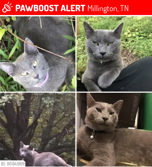 Lost Male Cat last seen Jericho-Little John, Millington, TN 38053