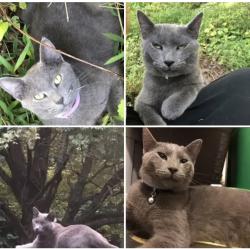 Lost Male Cat last seen Jericho-Little John, Millington, TN 38053