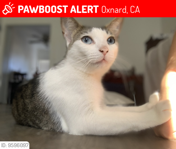 Lost Female Cat last seen 5th st Ventura rd & 7th st, Oxnard, CA 93030