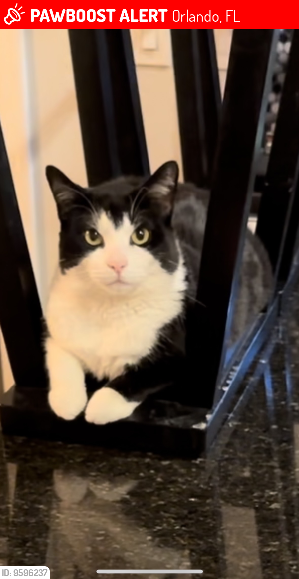 Lost Male Cat last seen Town center, Orlando, FL 32824