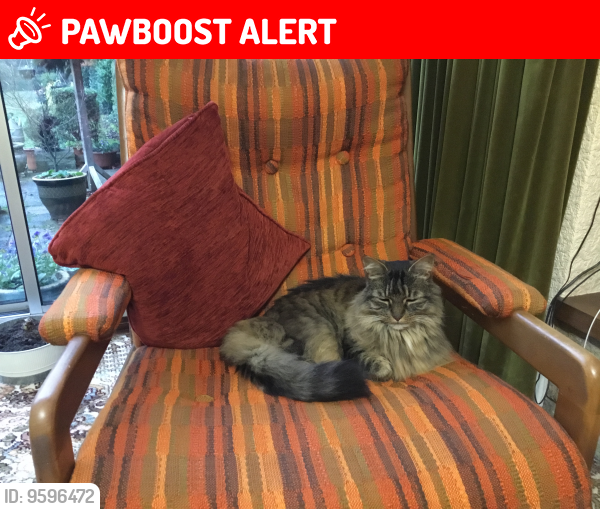 Selly Park, England Lost Male Cat, Higgins Is Missing PawBoost