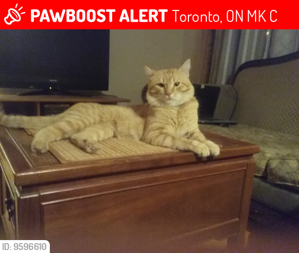 Lost Male Cat last seen Near Earl Bales park, Armour Heights aria, south of Bathurst and Sheppard ave west. , Toronto, ON M3H 1G5