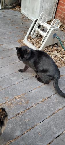 Lost Male Cat last seen Arrowfeather Dr near Greenlawn Dr, Huntsville, AL 35759