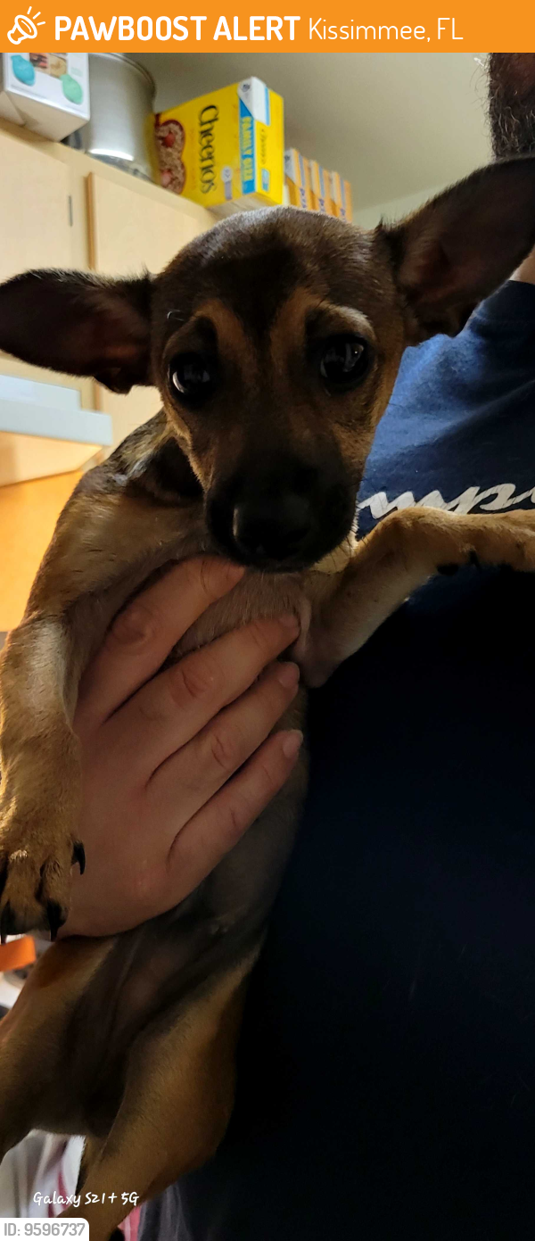 Rehomed Male Dog last seen Quail hollow park, Kissimmee, FL 34744