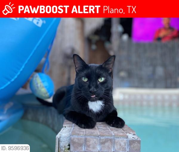 Lost Male Cat last seen Near block of jabbet dr, Plano, TX 75025