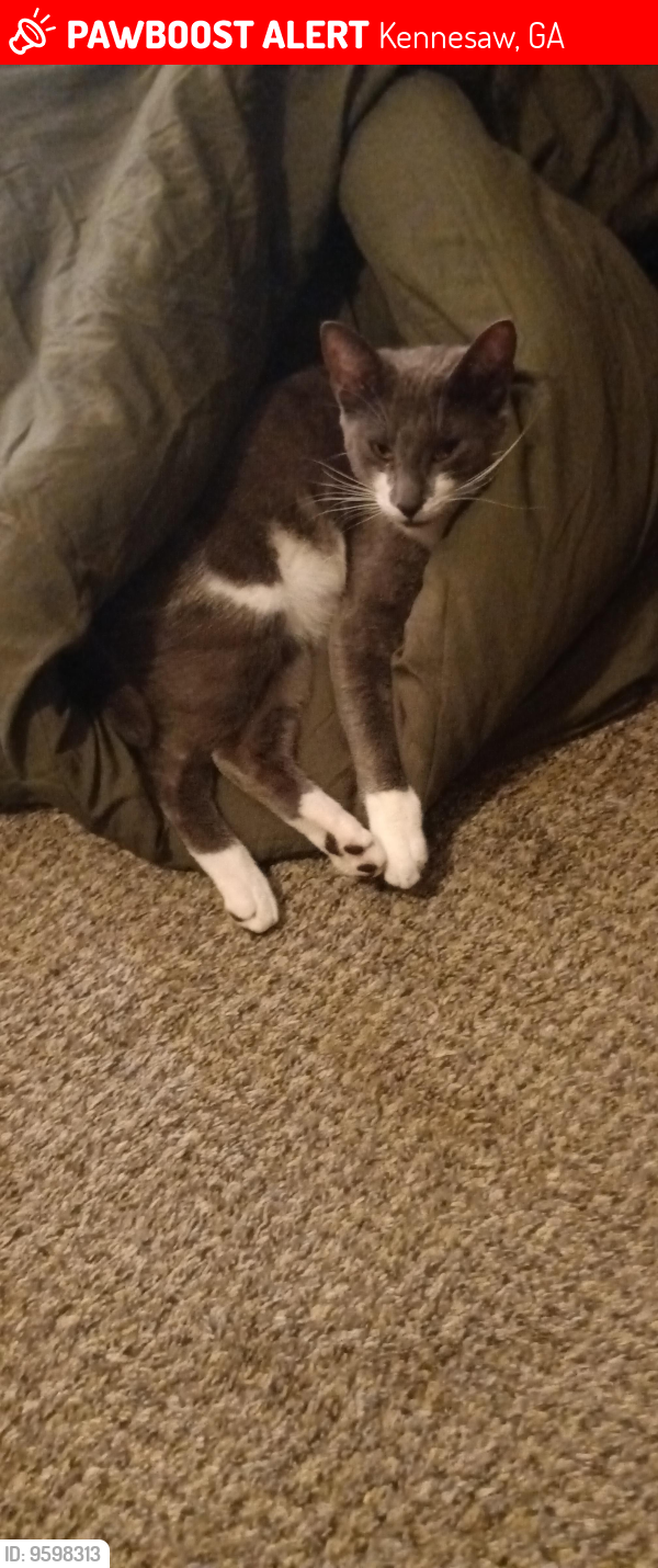 Kennesaw, GA Lost Female Cat, Mr. Depp Is Missing PawBoost