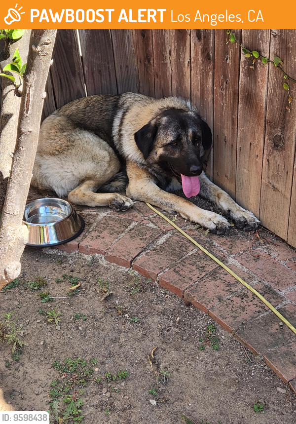 Found/Stray Female Dog last seen Brentwood Country Club , Los Angeles, CA 90049