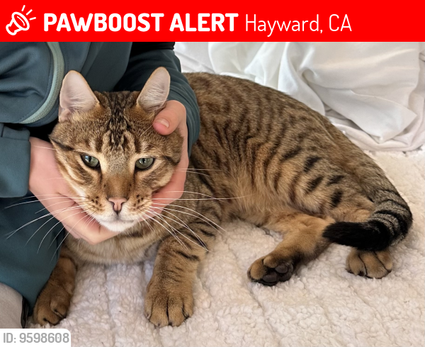 Lost Male Cat last seen Near Lone Tree Cemetary, Hayward, CA 94542