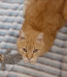 Lost Male Cat last seen E. Walnut between Evans and Hamilton, Lebanon, IN 46052