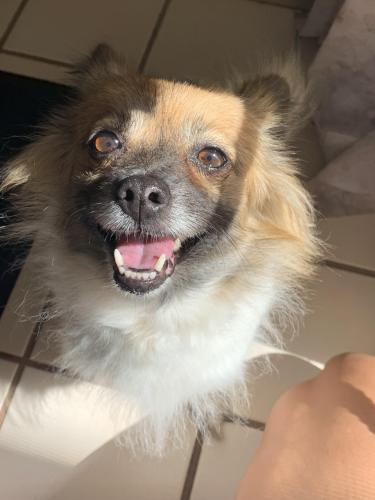 Lost Dog Terrier Mix in RIVERSIDE, CA - Lost My Doggie