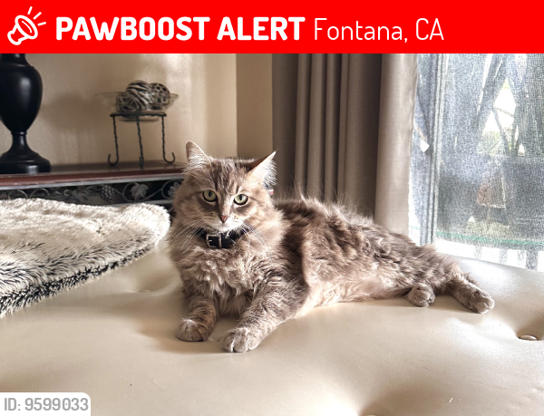 Lost Female Cat last seen Miller Ave, Fontana, CA 92336