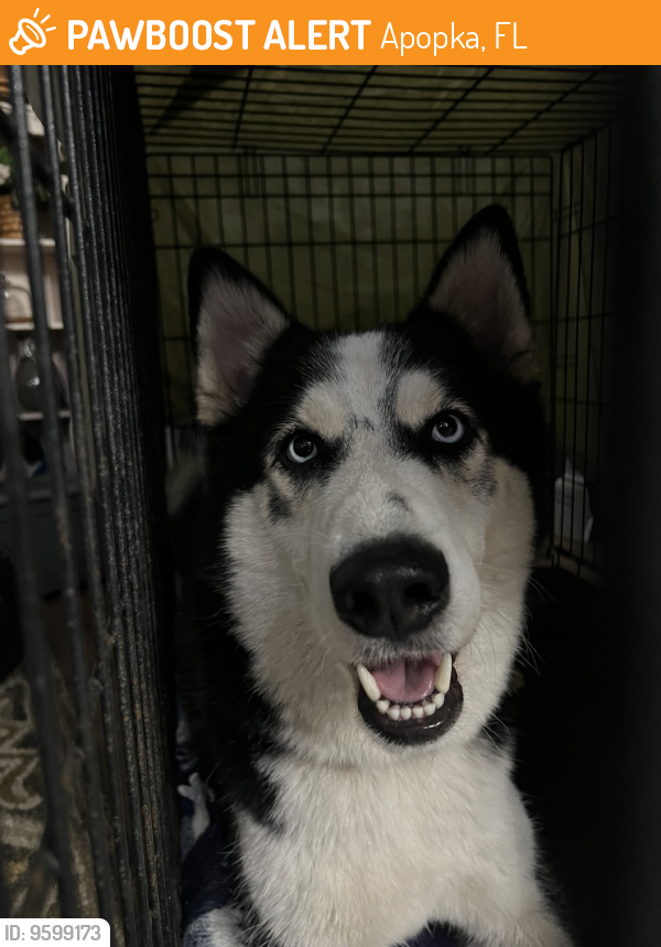 Found/Stray Male Dog last seen Frank and Son’s Fish Market, Apopka, FL 32703