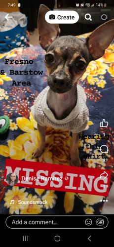 Lost Female Dog last seen Fresno st. & Barstow , Fresno, CA 93721