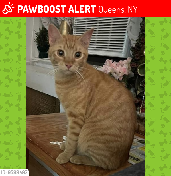 Lost Female Cat last seen 43rd Ave , Queens, NY 11104