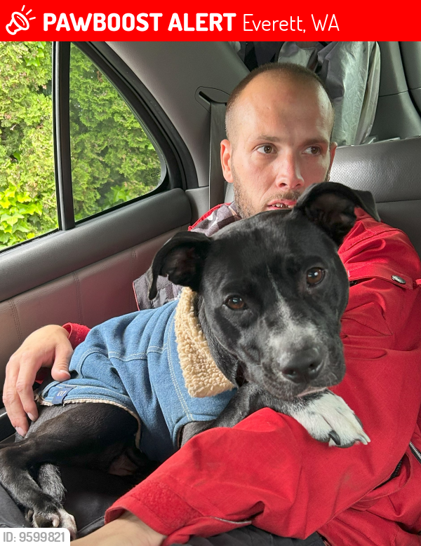 Lost Female Dog last seen Wiggums Park Or Highlander apmts , Everett, WA 98201