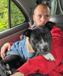 Lost Female Dog last seen Wiggums Park Or Highlander apmts , Everett, WA 98201