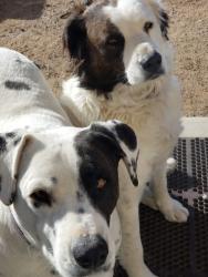 Lost Female Dog last seen Edith and Ranchitos, Albuquerque, NM 87113