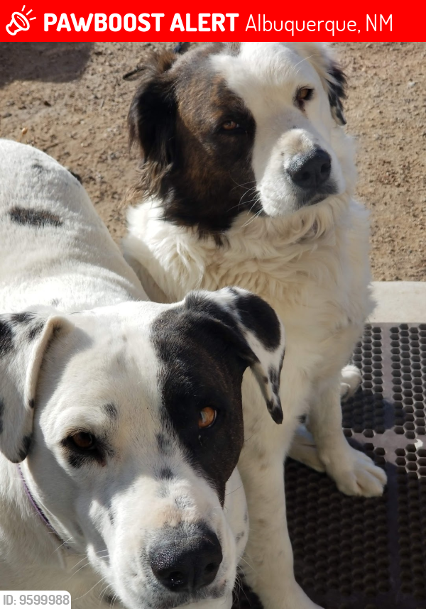 Lost Female Dog last seen Edith and Ranchitos, Albuquerque, NM 87113