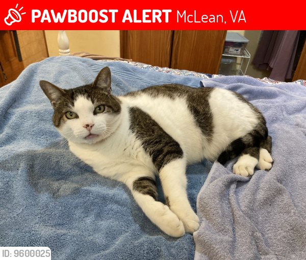 Lost Male Cat last seen Near Westwind Way, McLean Va 22102, McLean, VA 22102