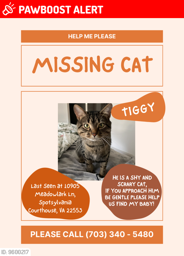 Lost Male Cat last seen Near Meadowlark Ln, Spotsy, Spotsylvania Courthouse, VA 22553