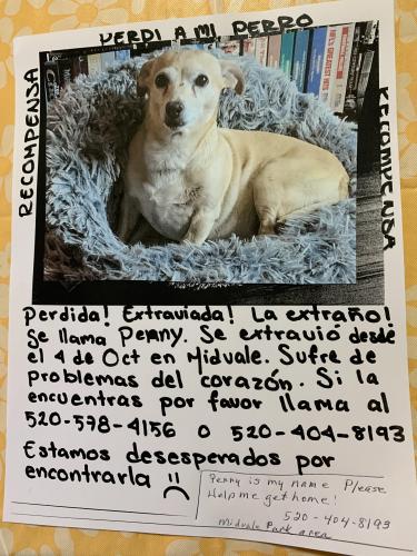 Lost Female Dog last seen Oaktree, Rudeflue , Tucson, AZ 85746